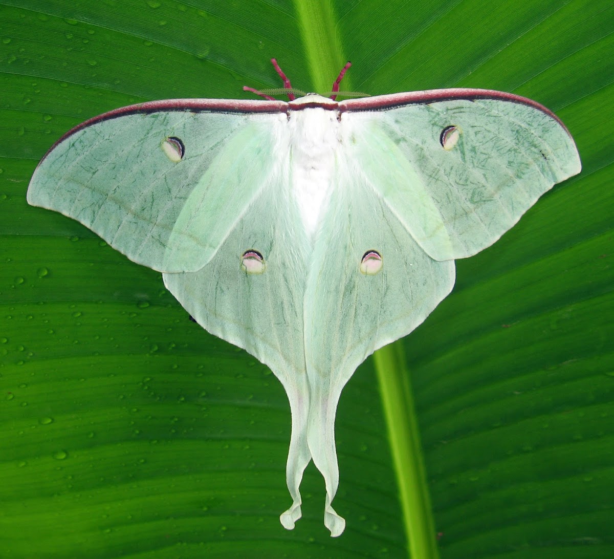 Indian Moon Moth