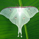 Indian Moon Moth