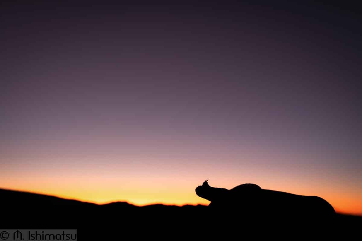 Many-horned adder at sunset