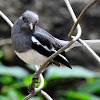 Oriental magpie-robin Female