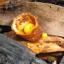 Crucible fungus