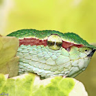 Wagler's Pit Viper