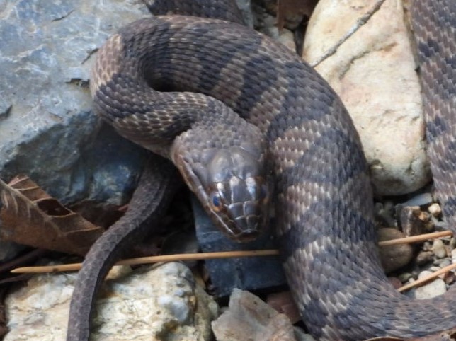 Midland Watersnake