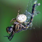 Furrow Spider (Captured Two Dragonflies)