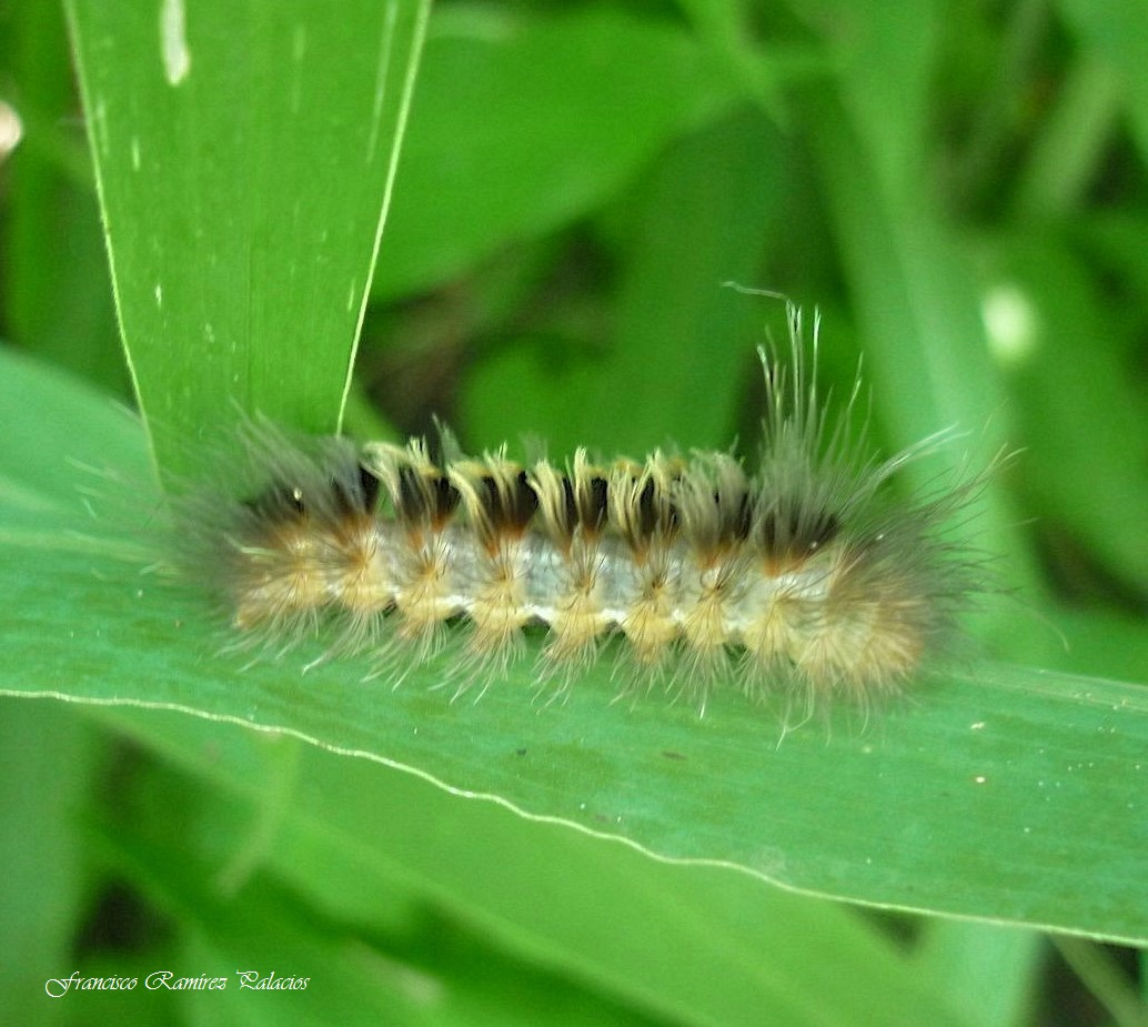 Euchaetes Caterpillar