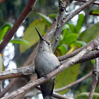 Annas hummingbird