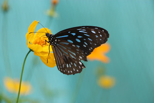 Holes's butterfly di marteeslandscapes