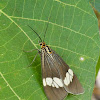 Magpie Moth