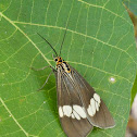 Magpie Moth