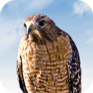 Hawk Sounds.apk 1.0