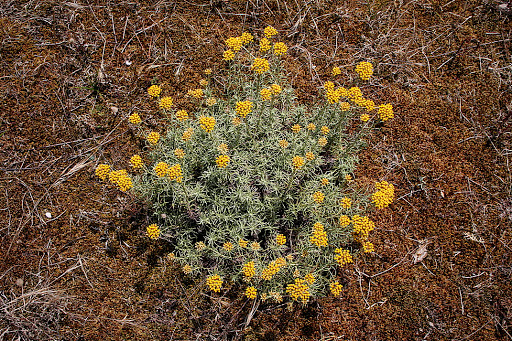 Helichrysum serotinum picardii