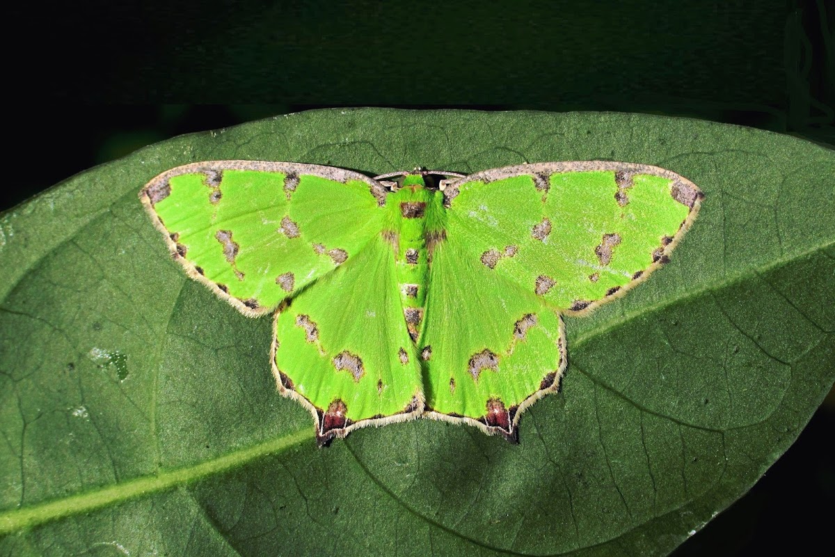 Geometrid Moth