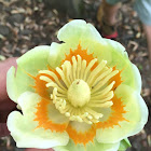 Tulip Tree