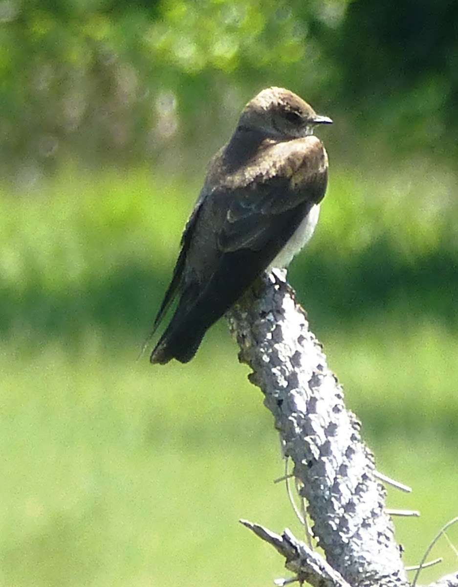 Northern rough winged swallow