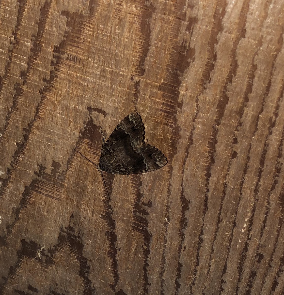 Owlet Moth