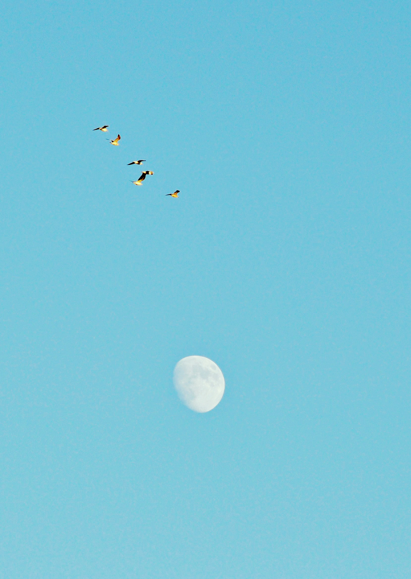 M'agradaria ser una gavina volar lliure al cel di kaos