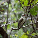 Southern Beardless-Tyrannulet