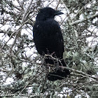 Carrion Crow