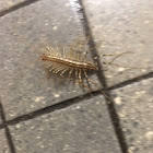 Centipede