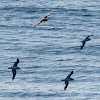 Cory's Shearwater