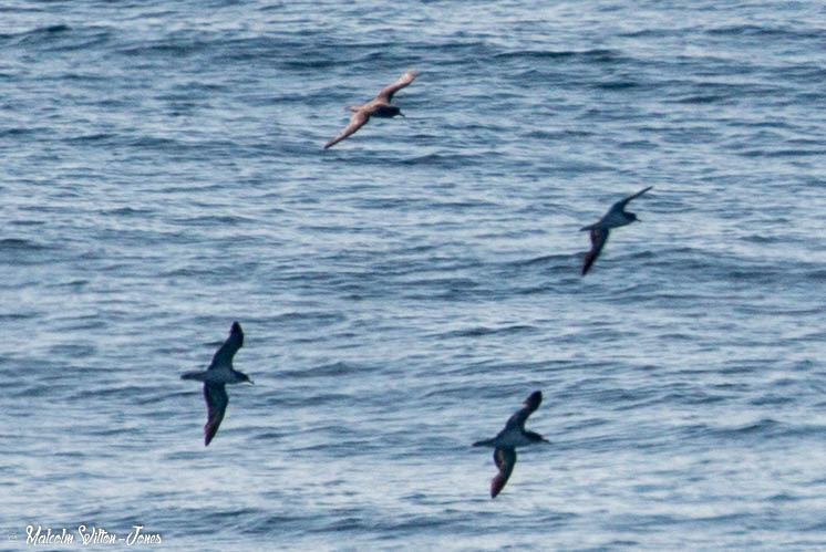 Cory's Shearwater