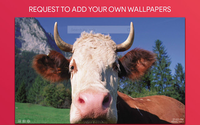 Cow Wallpaper HD Custom New Tab
