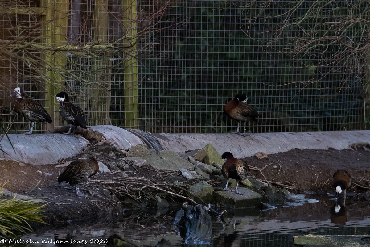 White-faced Whistling Duck