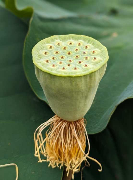 GRヤリスの睡蓮の花・水生植物公園　水の森より・花便り・びわ湖に関するカスタム事例の投稿画像18枚目