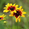 Black-eyed Susan