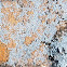 Hoary Cobblestone Lichen