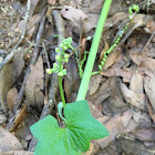 Wild Cucumber