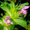 Common Hemp-nettle