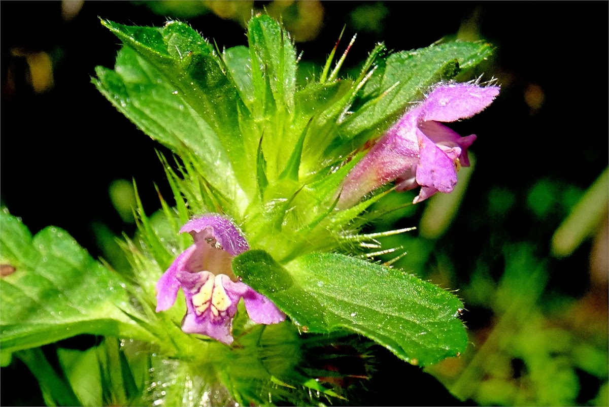 Common Hemp-nettle