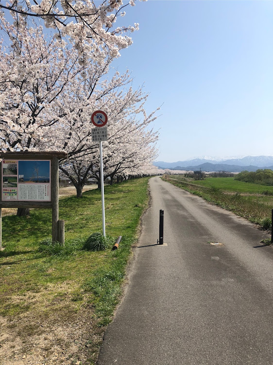 スイフトのスイフト ZC72S・桜・桜と愛車に関するカスタム事例の投稿画像2枚目