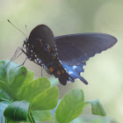 Pipevine Swallowtail