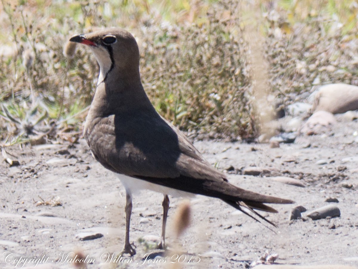 Collared pratincole; Canastera