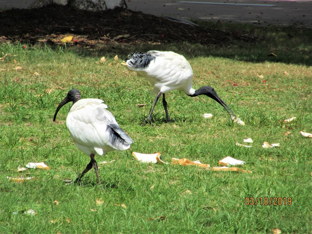 Australian White Ibis