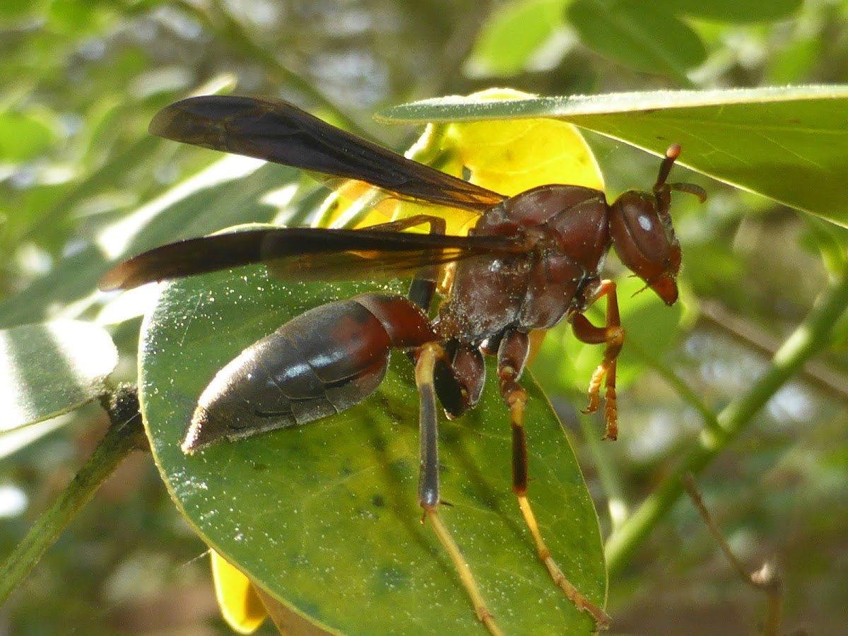 Paper Wasps