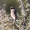 Stonechat; Tarabilla Comun