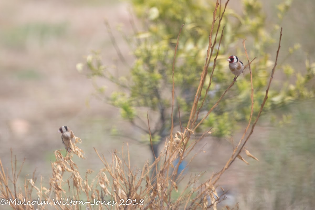 Goldfinch; Jilguero