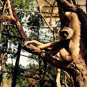 Gibbon