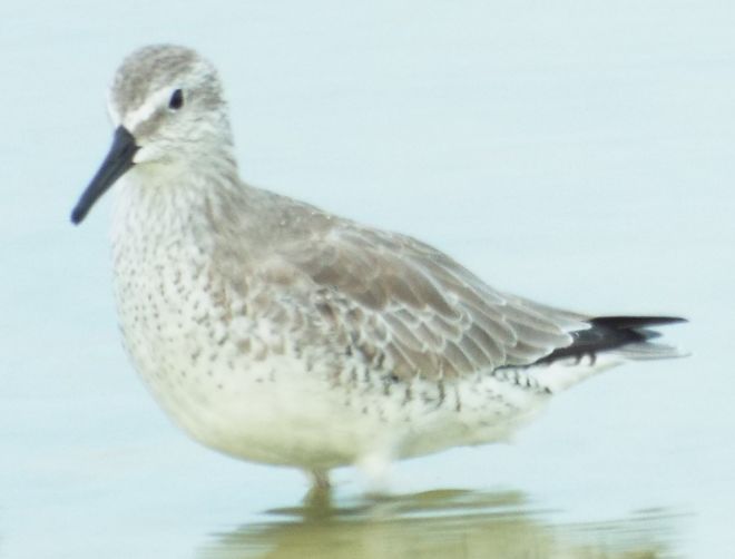 Red Knot