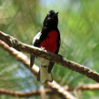 Painted Redstart