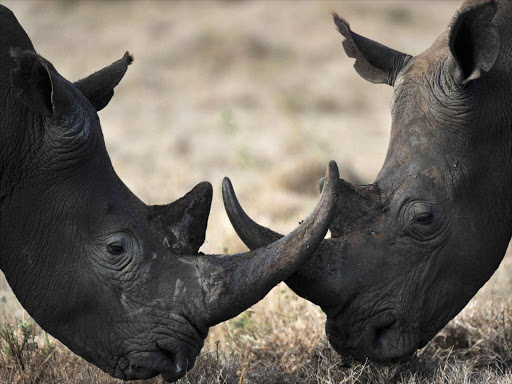 This file picture taken on December 10, 2010 shows two male rhinos lock horns playfully while pasturing at the Lewa Wildlife Conservancy. A local militia is being trained to protect rhinos.