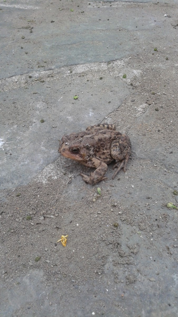 Toad