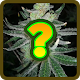 Download Guess the Weed For PC Windows and Mac 3.1.4z