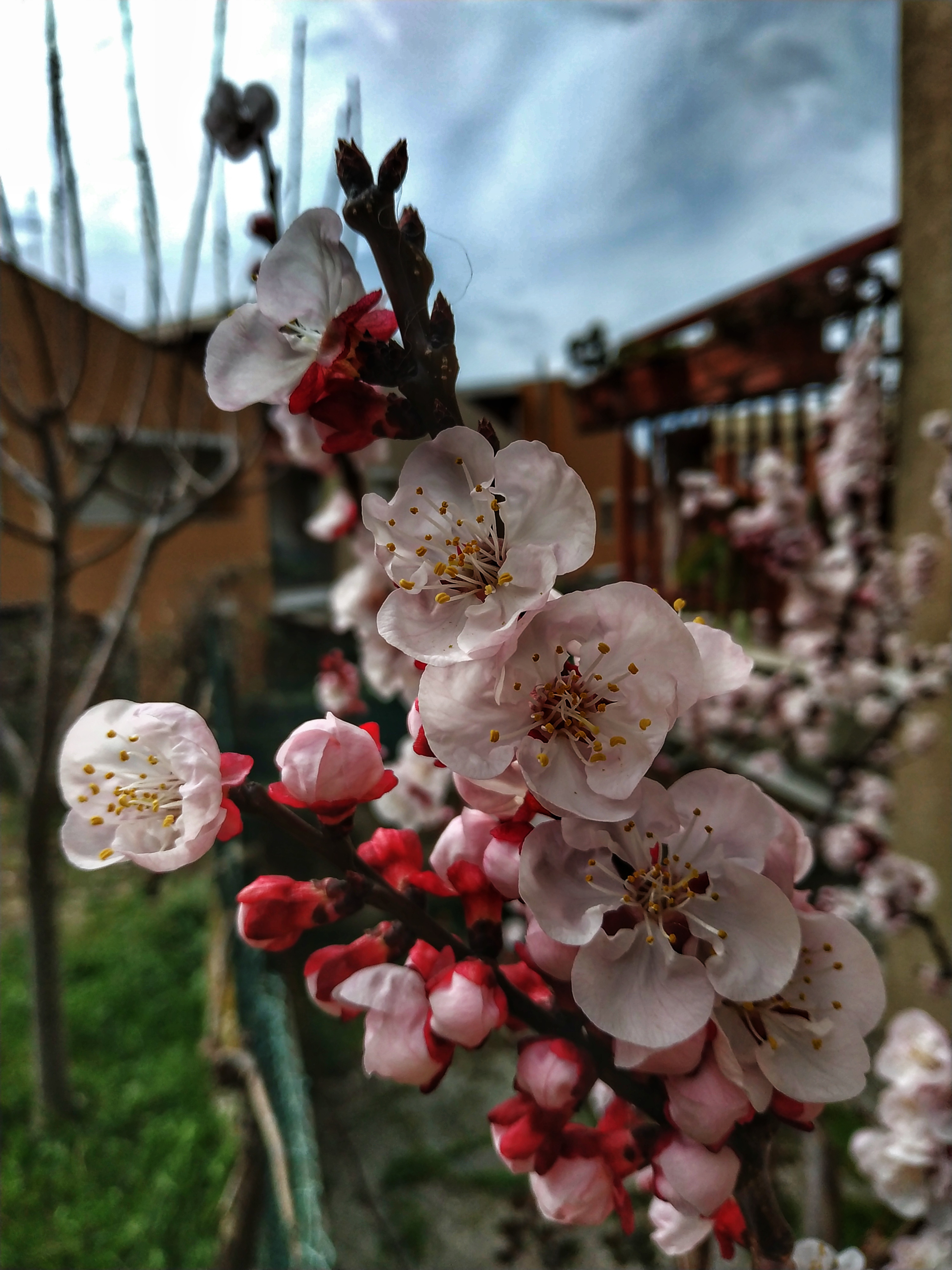 Fiori rosa fiori di pesco.. (emozioni) di leorol