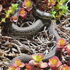 Northwestern Garter Snake