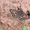 Common checkered skipper