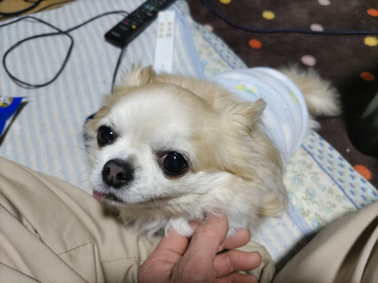 ゆうや♪ヽ(´▽｀)/さんが投稿したいつもイイね&コメントありがとうございます😊・ワンコは癒し🐶・貴方の街のガソリン価格は？に関するカスタム事例の投稿画像4枚目